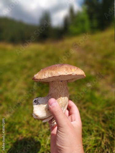 mushroom in the grass