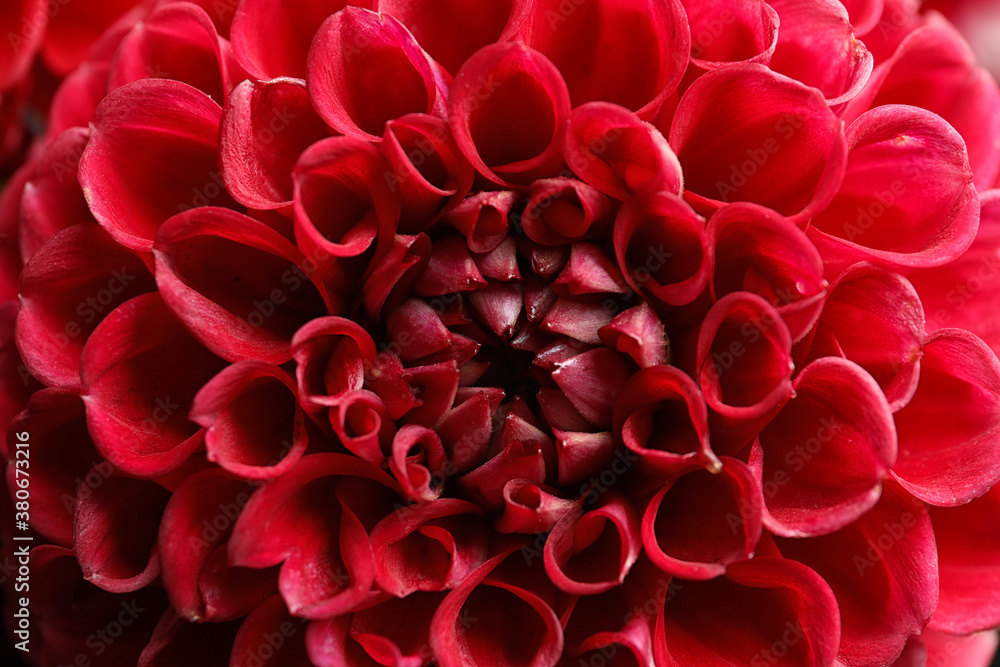Beautiful red dahlia flower as background, closeup Beautiful red dahlia flower as background, closeup
