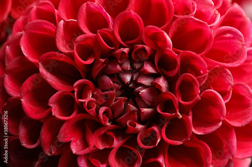 Fototapeta Naklejka Na Ścianę i Meble -  Beautiful red dahlia flower as background, closeup