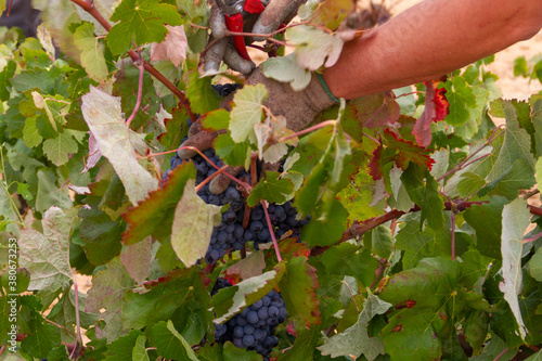 Harvester cuts the grape bunches of the Bobal variety of the strain in the Utiel-Requena (Spain) wine region photo