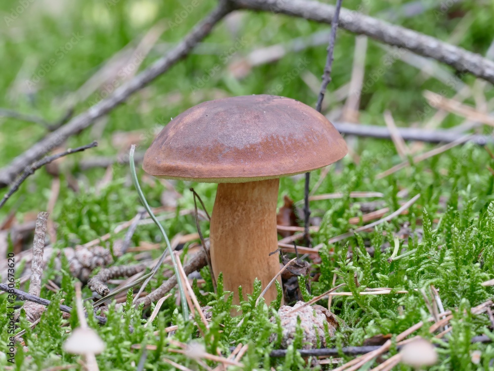 Steinpilz, auch Herrenpilz oder Edelpilz genannt wächst aus dem Waldboden, die Pilzzeit hat begonnen Steinpilz, auch Herrenpilz oder Edelpilz genannt wächst aus dem Waldboden, die Pilzzeit hat begonnen