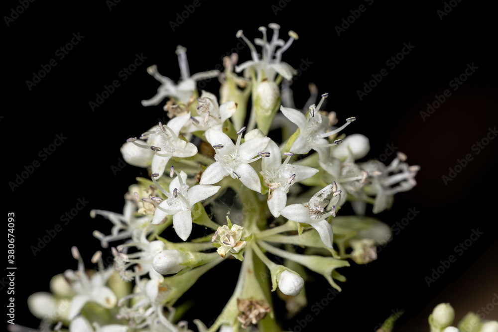 Dicot Flower of the Class Magnoliopsida Stock Photo | Adobe Stock
