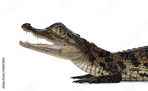 Head shot of young, one year old Spectacled Caiman crocodile, standing side ways. Mouth open. Isolated on white background.