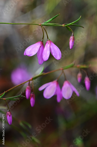 Purple flowers of the native Australian Black-eyed Susan, Tetratheca shiressii, family Elaeocarpaceae, growing in heath, Royal National Park, NSW, Australia photo