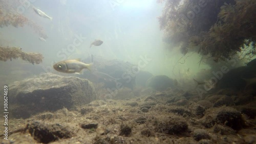 Fishes in river underwater, flock of sunbleaks, gudgeon, common nase, sneep , sunbleak, chub, мountain river under water, shallow water, river current, small fishes, underwater plants, stone bottom photo