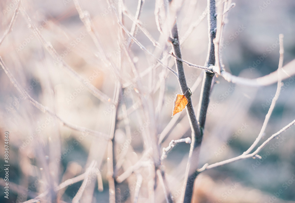 Frost covered branches and leaf lit by the sunrise. Frost covered branches and leaf lit by the sunrise.