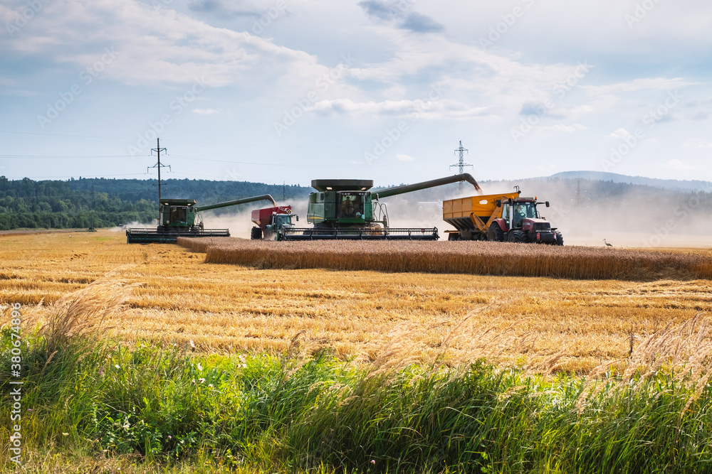 Fototapeta premium Harvesting wheat in autumn field. A modern tractor stands directly next to the harvester combine and transports wheat grain