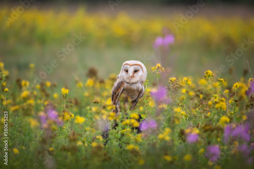 Eine Schleiereule auf der bunten Wiese