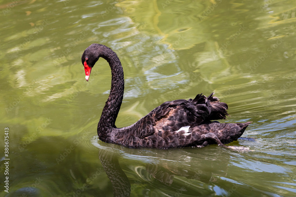 Fototapeta premium beautiful black swan swiming in the water pond