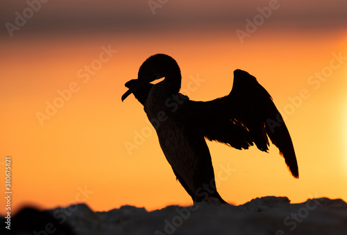 Fototapeta Naklejka Na Ścianę i Meble -  Silhouette of Socotra cormorant and yellowish hue during sunrise, Bahrain