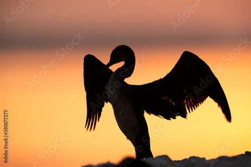 Socotra cormorant raising its wings during sunrise, Bahrain © Dr Ajay Kumar Singh