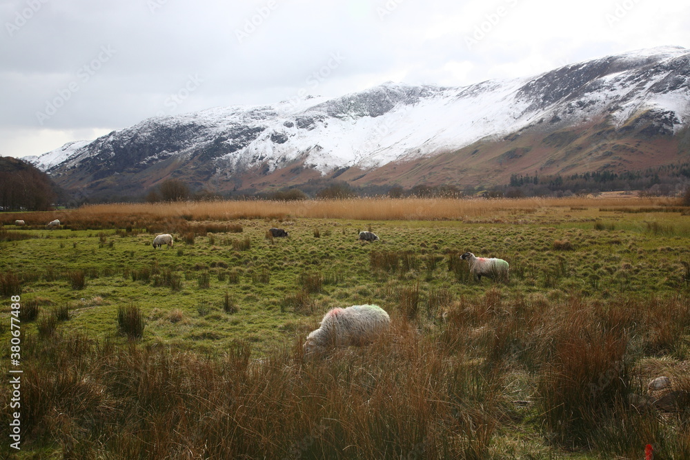 Obraz premium Scenic view of Lake District countryside with snow mountains and grazing sheep on grassland during early Spring at Keswick, Lake District National Park, Cumbria, England UK