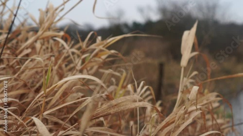 Dry grassweed in a daylight photo