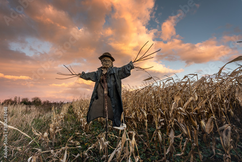 Canvas Print Scary scarecrow in a hat on a cornfield in orange sunset background