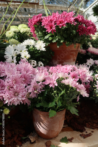 Soft pink chrysanthemums on a clear sunny day