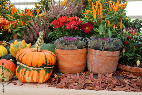 Bright colored autumn pumpkins and flowers in October