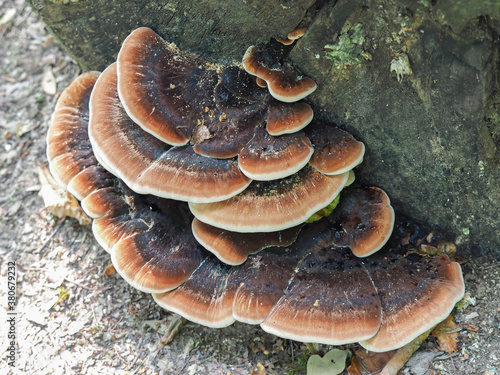 The Ischnoderma resinosum is an inedible mushroom