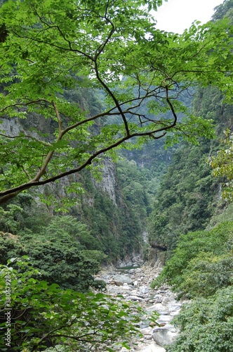 river in the forest