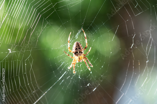 Spider on spider web on blurred green trees background. Macro shot. Insect photography