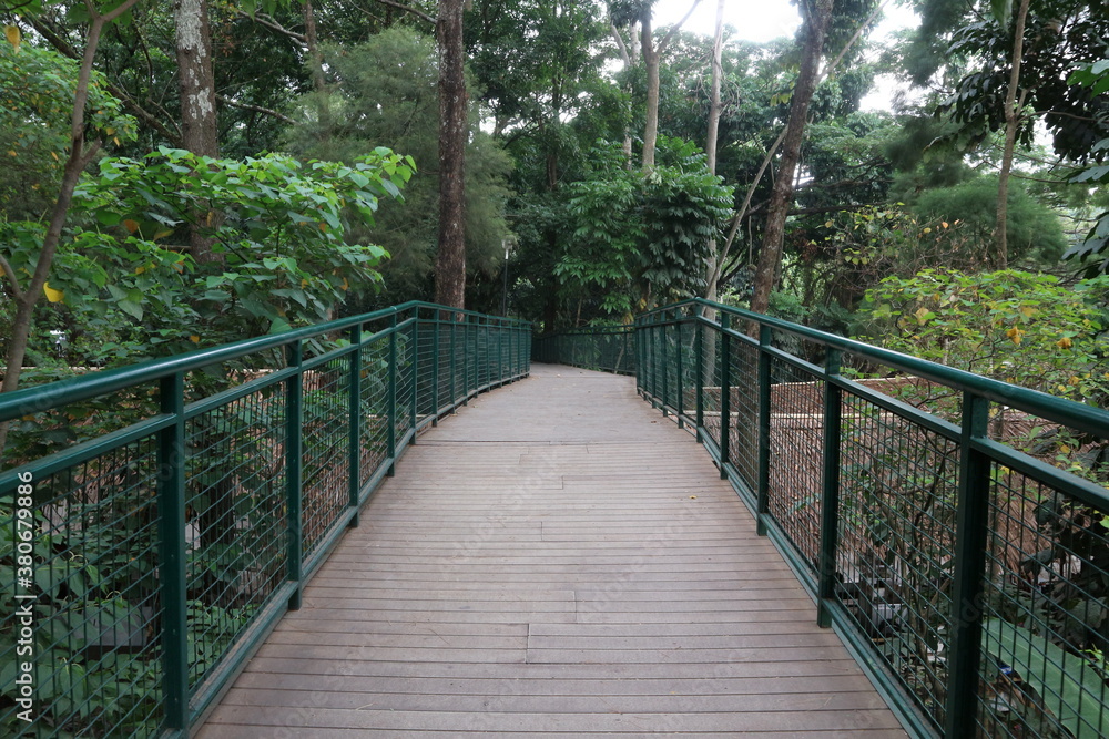 wooden bridge in the forest