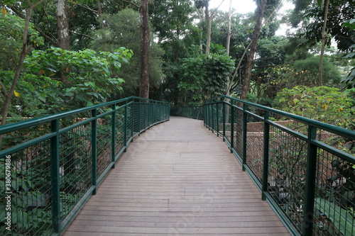 wooden bridge in the forest