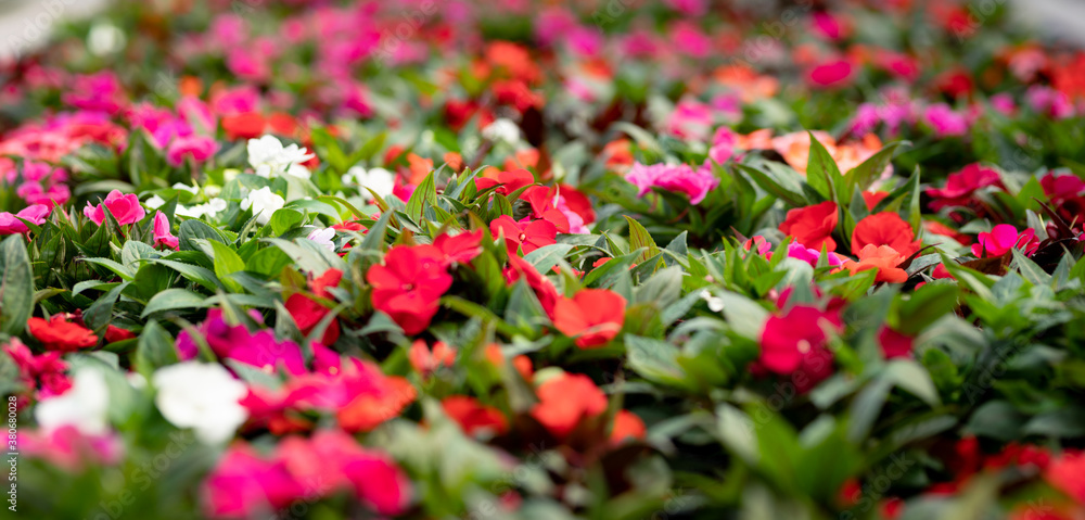 Cropped image of colorful flowers in a sunny greenhouse