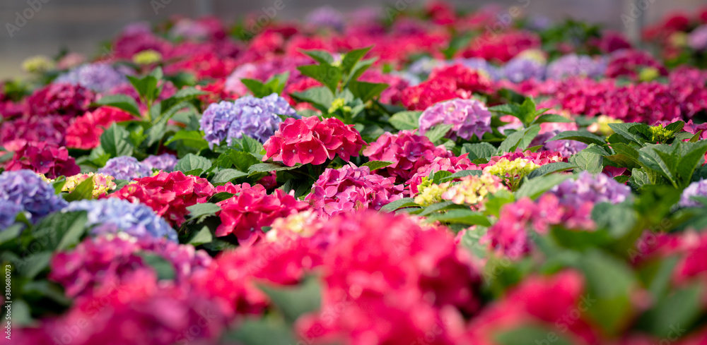 Cropped image of colorful flowers in a sunny greenhouse Cropped image of colorful flowers in a sunny greenhouse