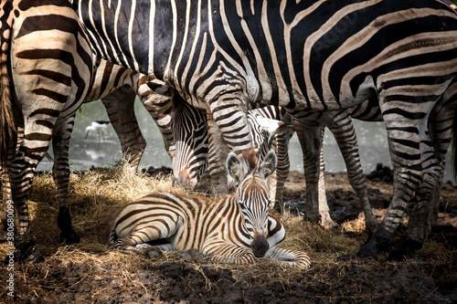 The mother of the zebra stands near the baby.