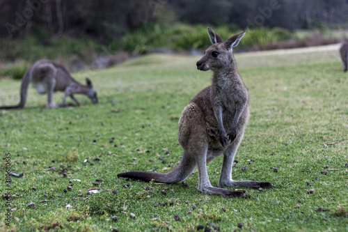 Grey Kangaroo