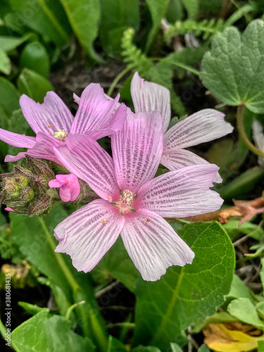 Purple flower near the beach, Calofornia