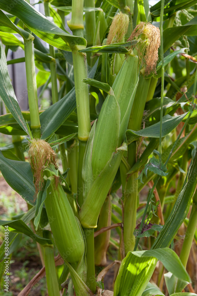 Close-up of green corn stalks with ripe ears in a field for processing and separation of grains on an industrial scale on a summer day. Close-up of green corn stalks with ripe ears in a field for processing and separation of grains on an industrial scale on a summer day.