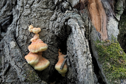 The Chicken of the Woods (Laetiporus sulphureus) is an edible mushroom