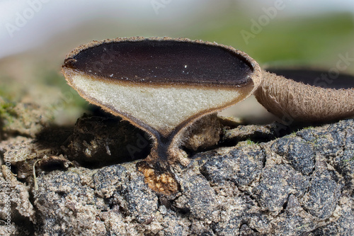 The Lanzia echinophila is an inedible mushroom