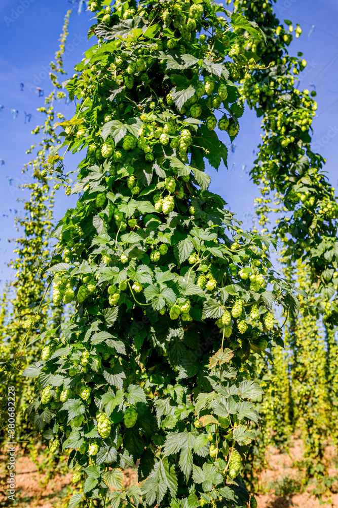 Fototapeta premium Champ de Houblon grimpant