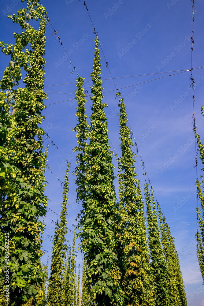 Fototapeta premium Champ de Houblon grimpant