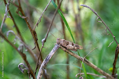 an oedipoda caerulescens on vegetation