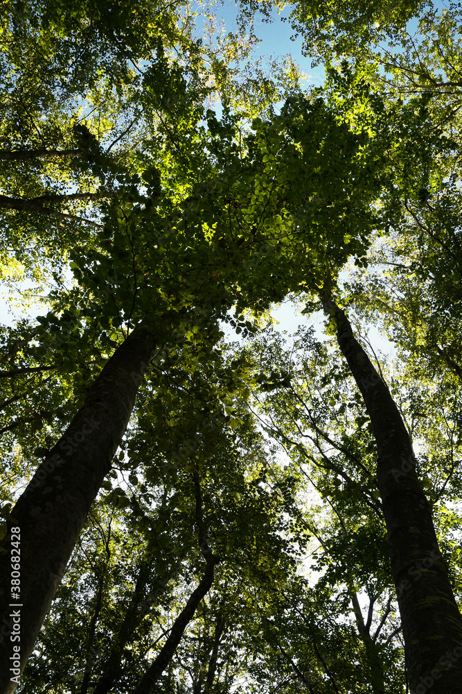Fototapeta premium Green Forest of Beech Trees, looking up, low angle shot.
