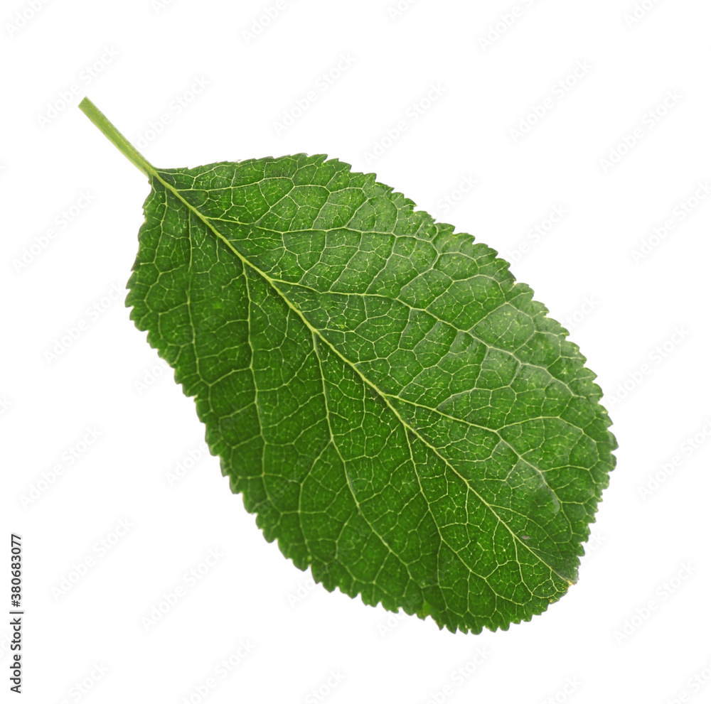 Fototapeta premium Fresh green plum leaf isolated on white