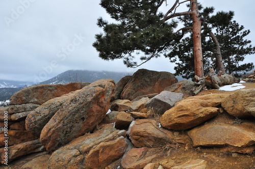 pine tree on the rocks