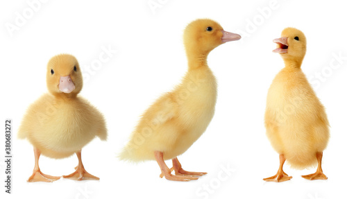Three cute fluffy ducklings on white background. Farm animals