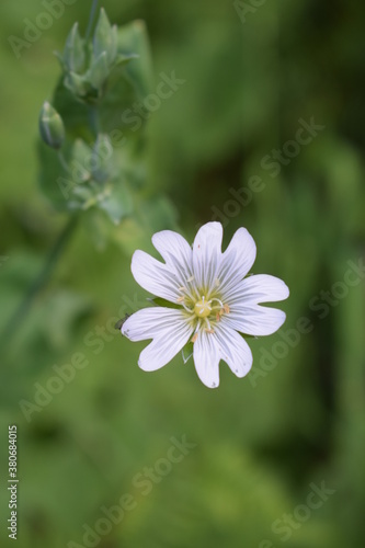 white flower with background