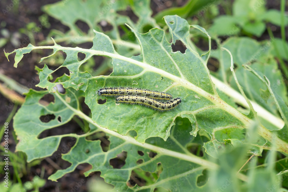 Cabbage butterfly caterpillars (Pieris brassicae) destroy cabbage in the garden. Cruciferous pests, farming season