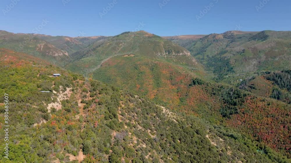 Fall colours on Utah mountain forest, Autumnal orange leaves, aerial view Fall colours on Utah mountain forest, Autumnal orange leaves, aerial view