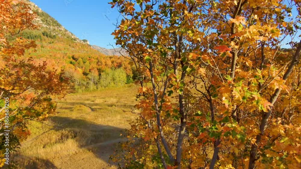 Flying between trees in full autumn colors to reveal a golden mountain meadow in a vivedly colorful forest Flying between trees in full autumn colors to reveal a golden mountain meadow in a vivedly colorful forest