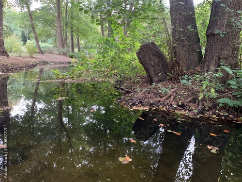 tree in the water