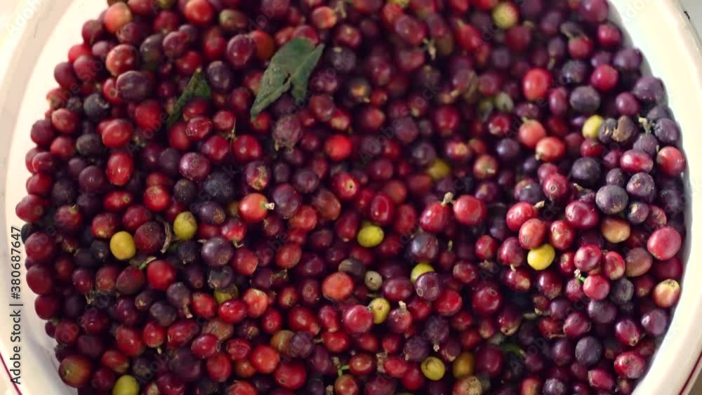 Red young berry coffee beans drying in basket after collecting from coffee farm during sunny day.Close up top down. Red young berry coffee beans drying in basket after collecting from coffee farm during sunny day.Close up top down.