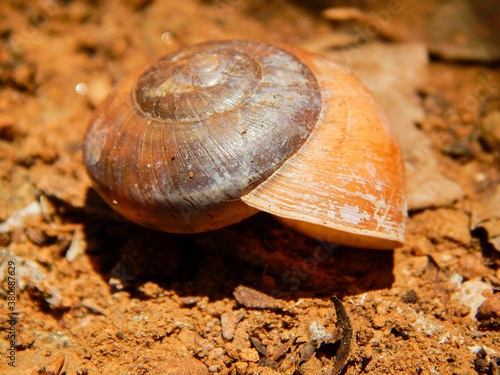 Empty snail shell in red soil