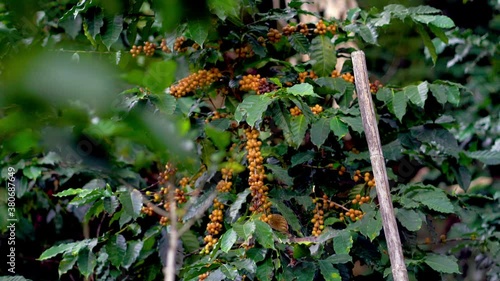 Bunch of Yellow catimor coffee beans ripening on tree in Northern Thailand. Dolly up shot. photo