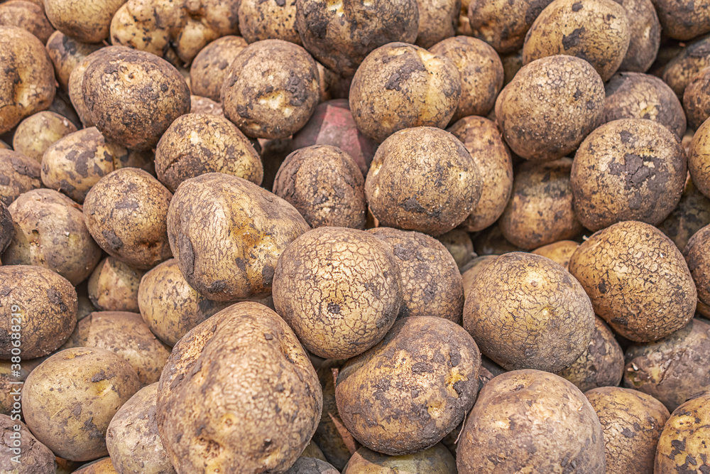 freshly harvested potatoes heap close up freshly harvested potatoes heap close up