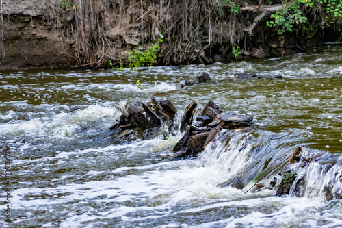A small natural waterfall in the forest, among stones, branches and logs. There is a lot of green vegetation and moss around. The murmur of a pure natural stream flowing down to the source